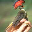 Tyrant Flycatchers